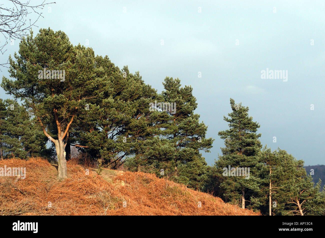 Scotch pines hires stock photography and images Alamy