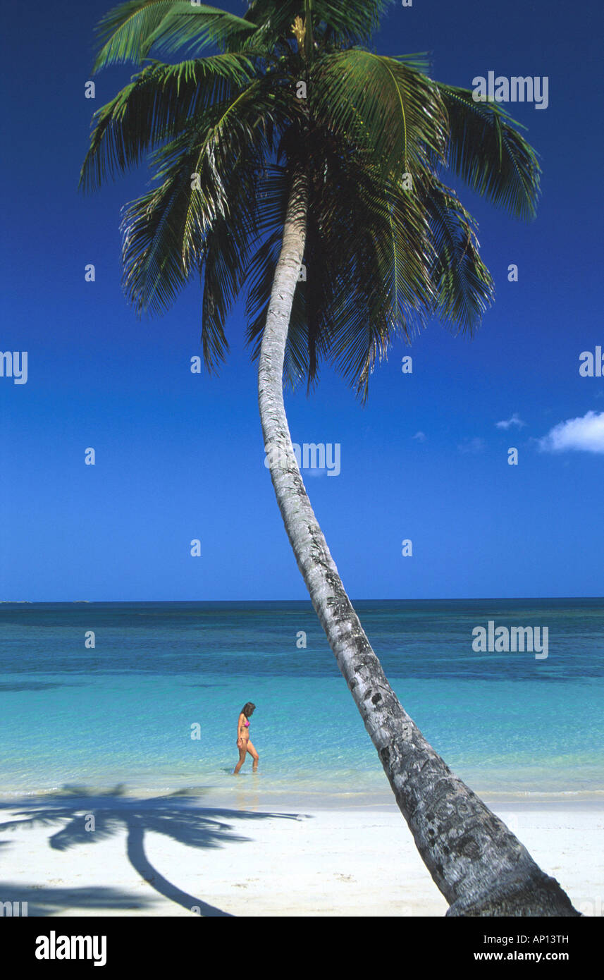 Palm beach, coconut palm, Dominican Republic, Caribbean Stock Photo Alamy
