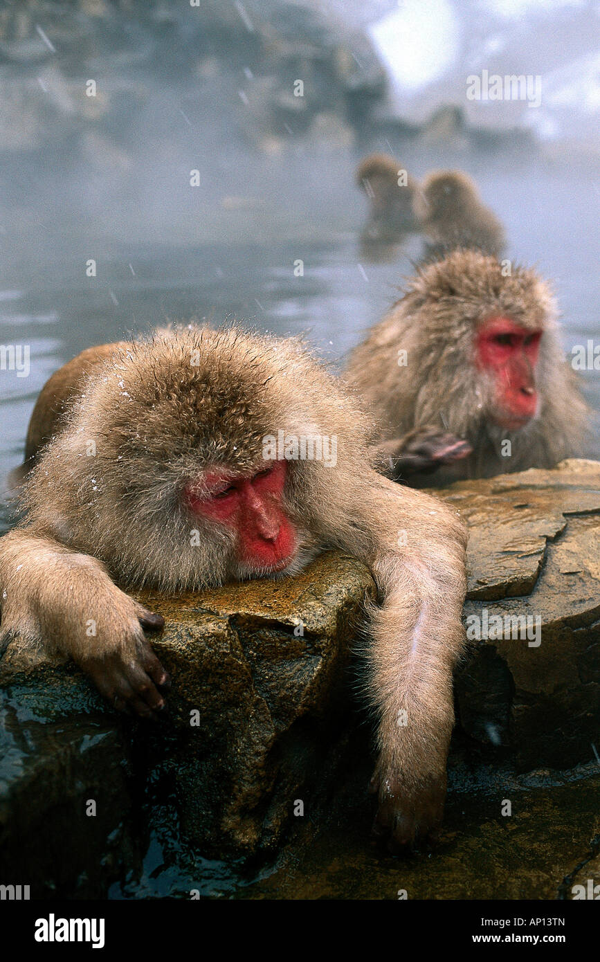 Snow monkeys bathing in hot spring, Japanese Alps, Japan Stock Photo