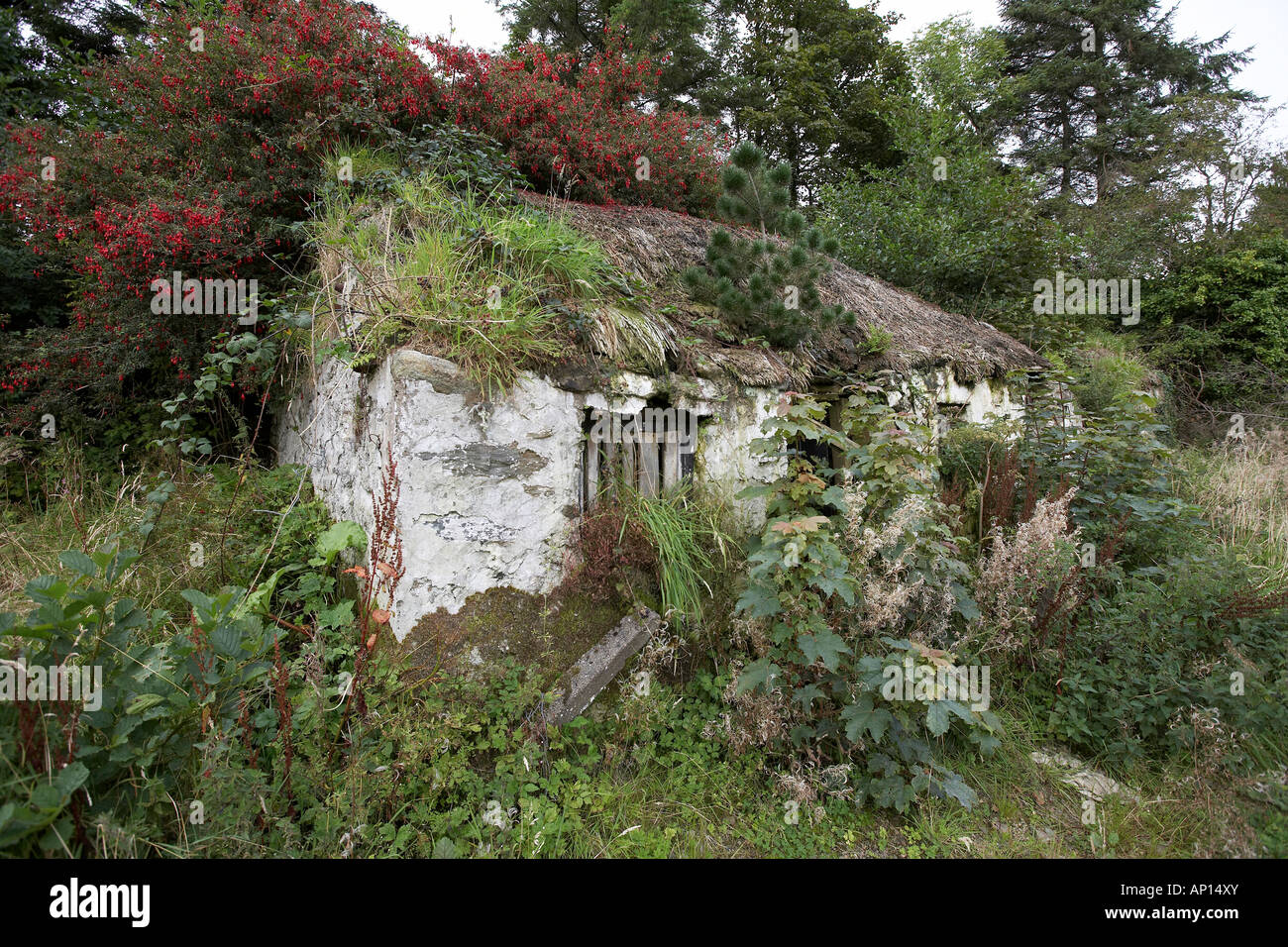 Abandoned derelict thatched cottage near Killybegs Donegal Ireland Stock Photo Alamy
