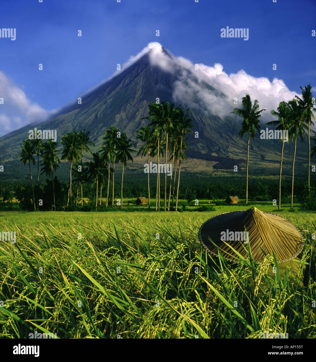 Ricefarmer and Mayon Volcano near Legazpi City, Legazpi, Luzon Island, Philippines Stock Photo