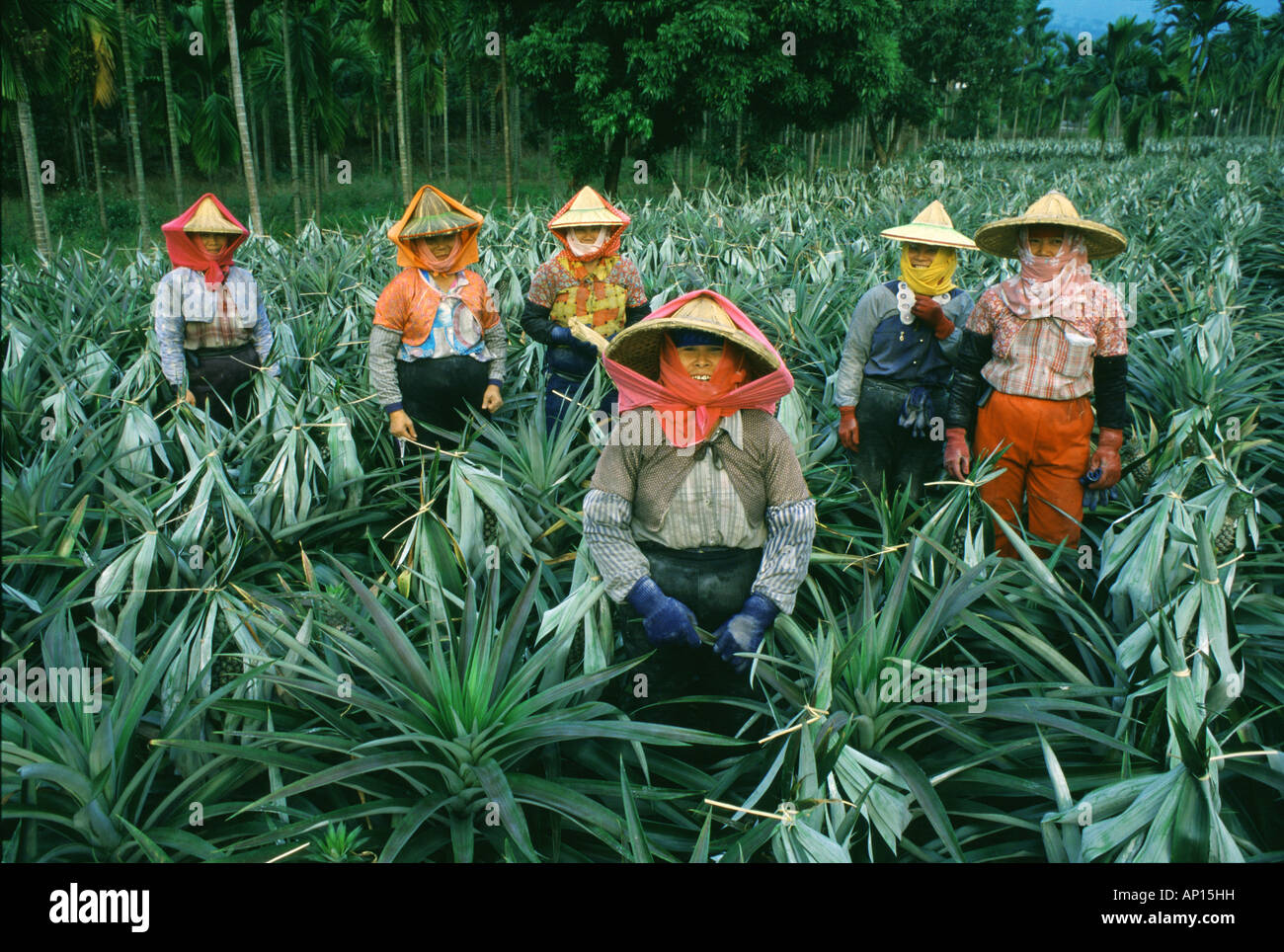 Pineapple farm, female workers, Pingtung County, Taiwan Stock Photo Alamy