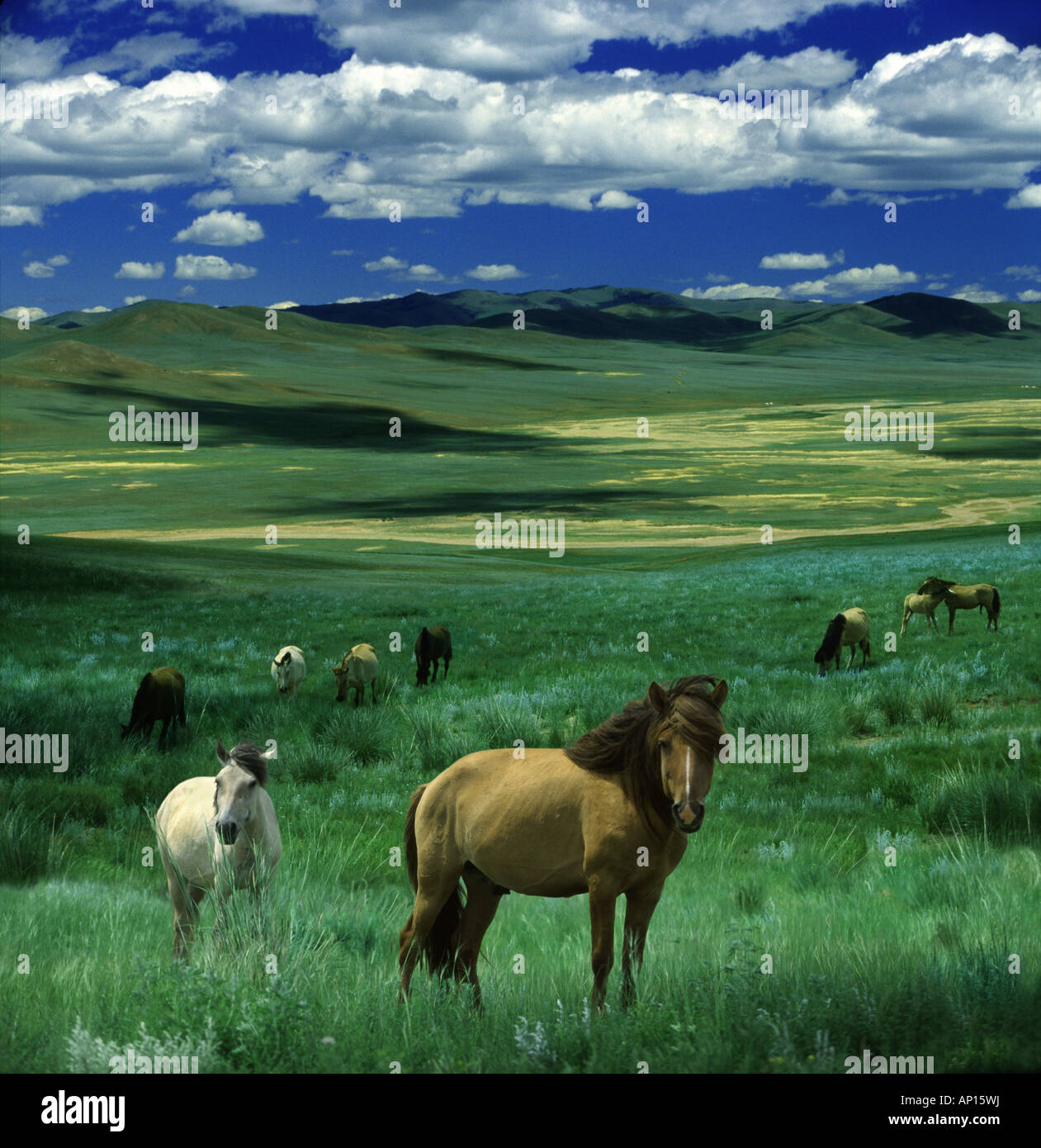 Wild horses in Mongolian Steppe, Gobi Steppe, Mongolia, Asia Stock ...