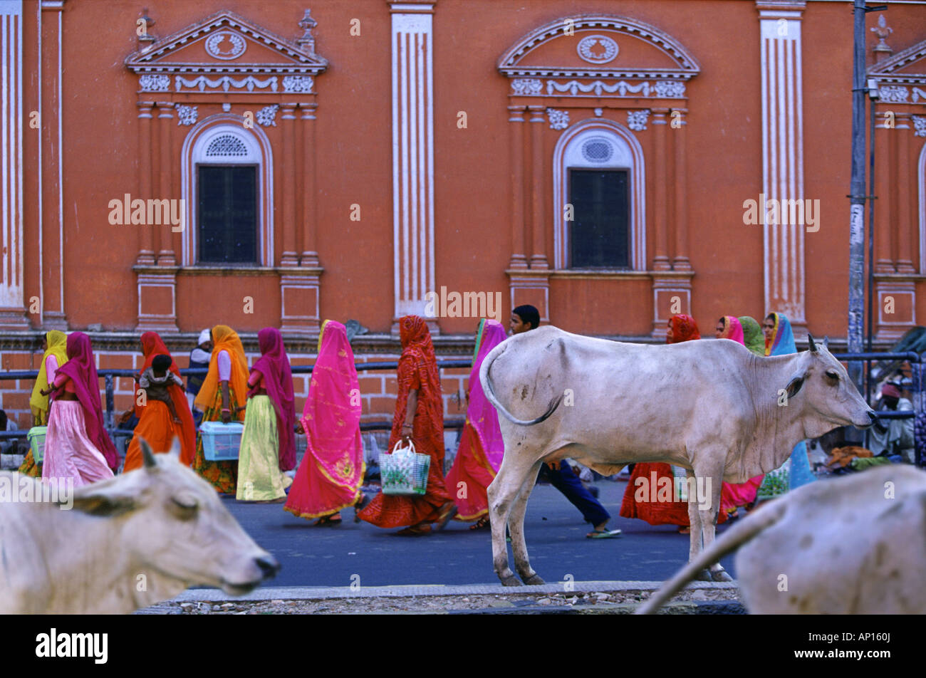 Holy cows in the Pink City, Jaipur, Rajasthan, India, Asia Stock Photo