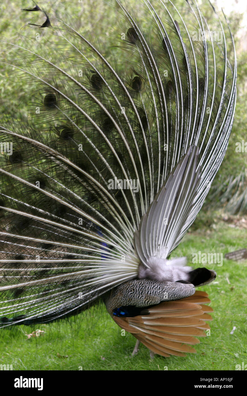 Peacock male frontal indian hi-res stock photography and images - Alamy