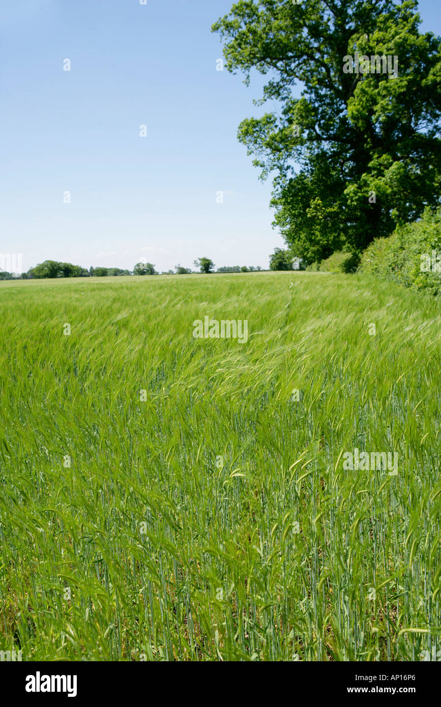 Field Of Barley Swirling In Wind Stock Photo