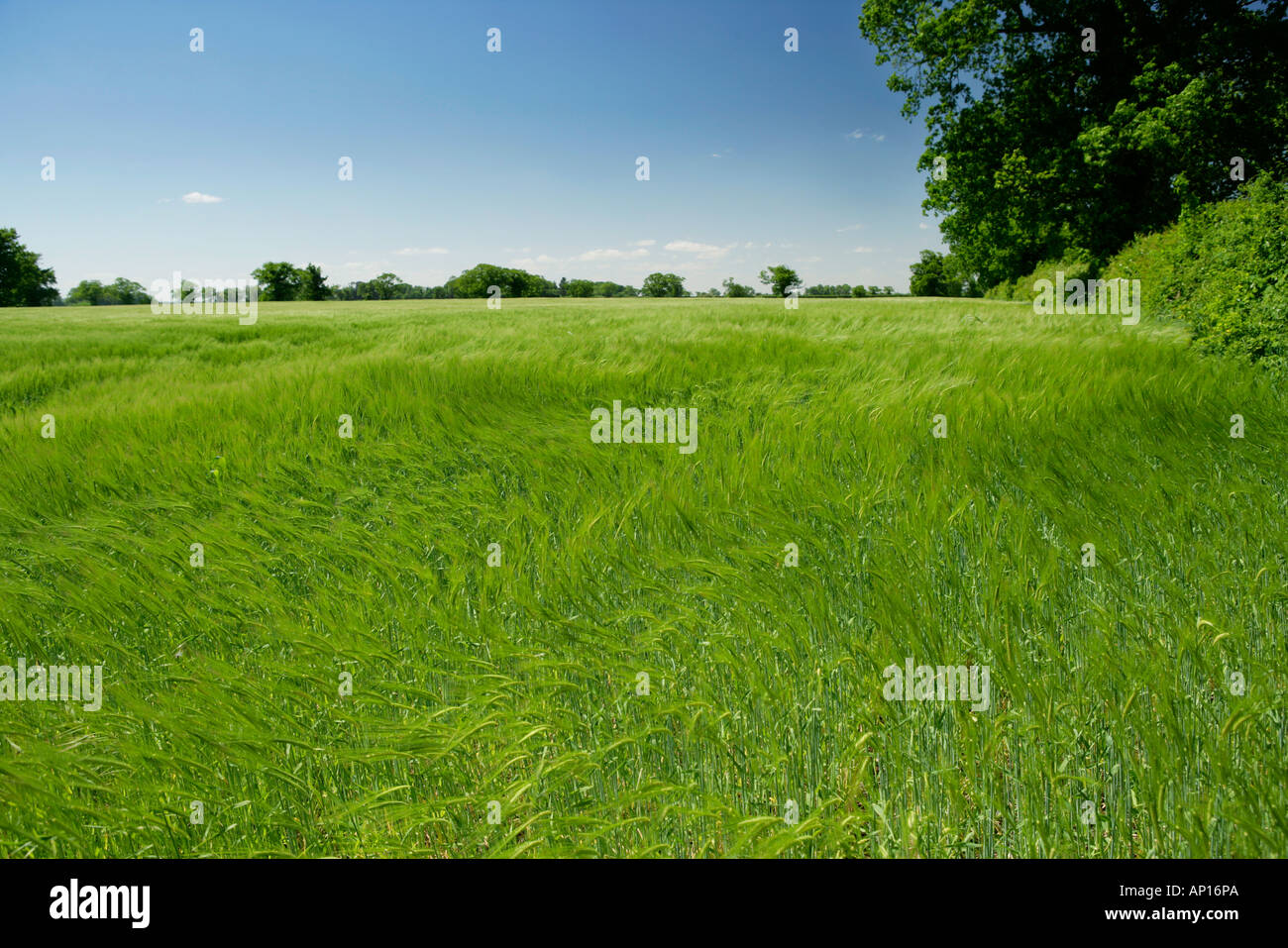 Field Of Barley Swirling In Wind Stock Photo