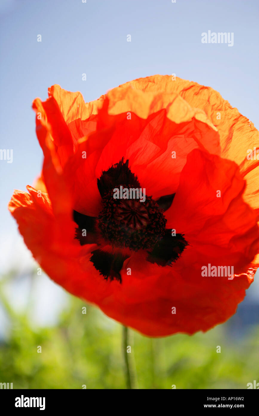 Close Up Of Giant Red Poppy Stock Photo