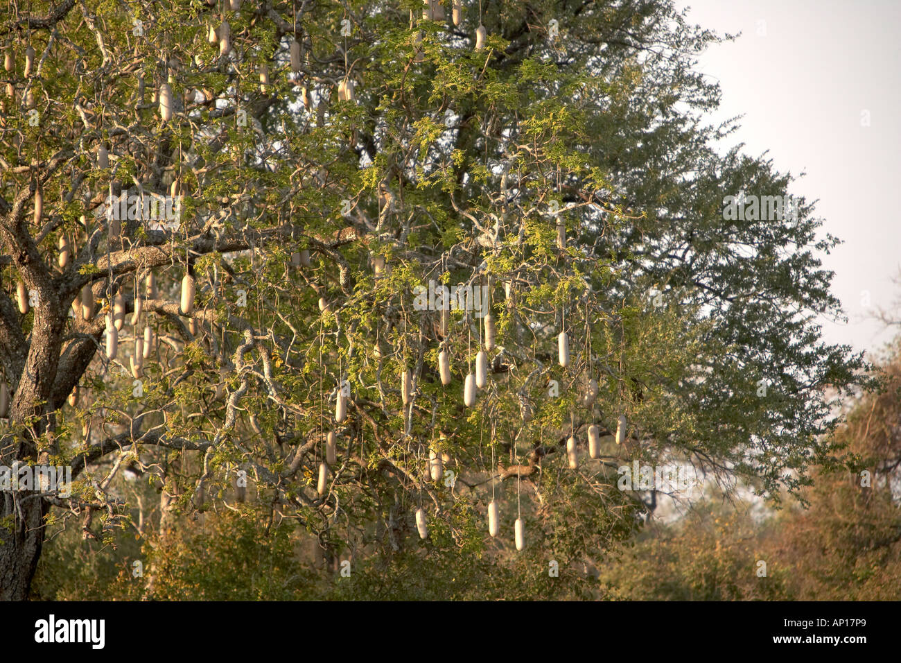 Image Sausage tree (Kigelia africana syn. Kigelia pinnata) - 434148 -  Images of Plants and Gardens - botanikfoto