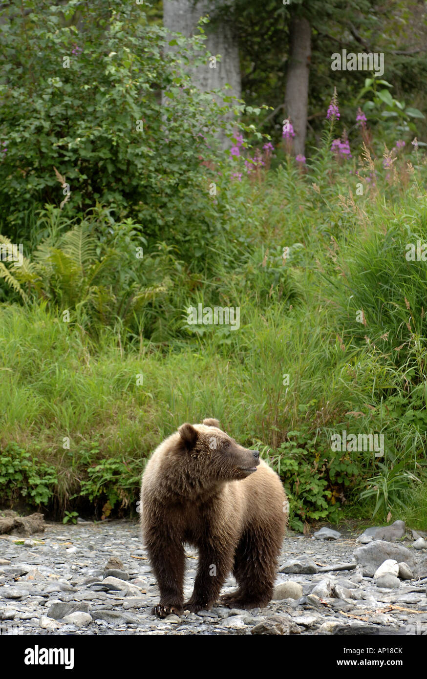 Kenai river bear hi-res stock photography and images - Alamy