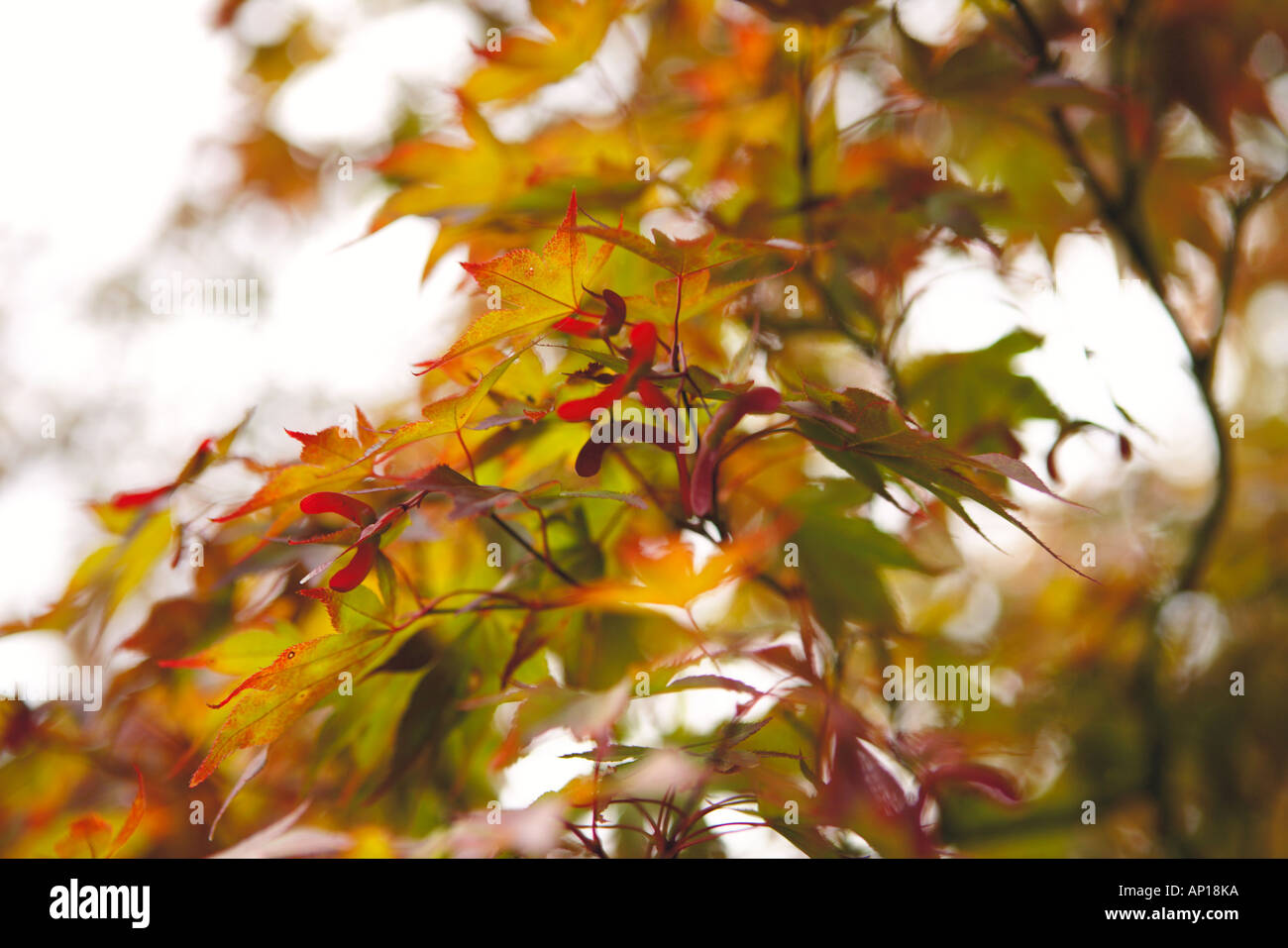 Backlit Japanese Maple Leaves Early Autumn Stock Photo