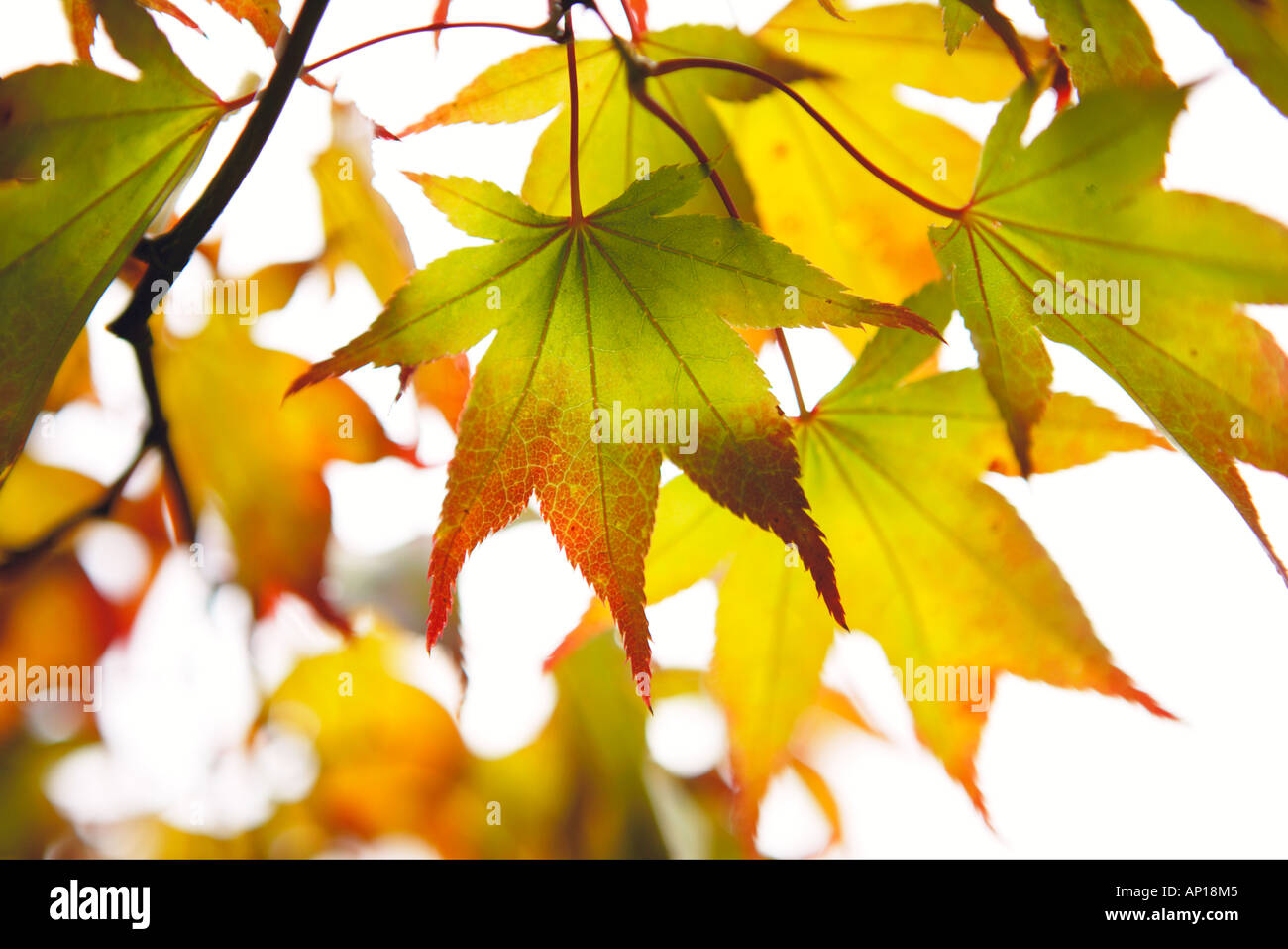 Backlit Japanese Maple Leaves Early Autumn Stock Photo