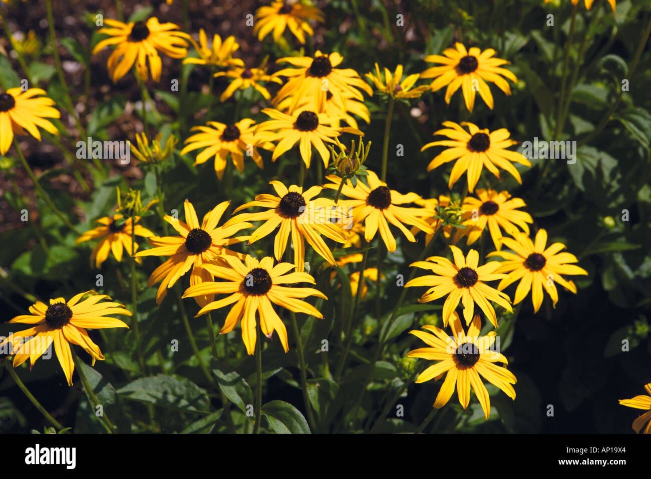 Black Eyed Susan Flowers Stock Photo Alamy