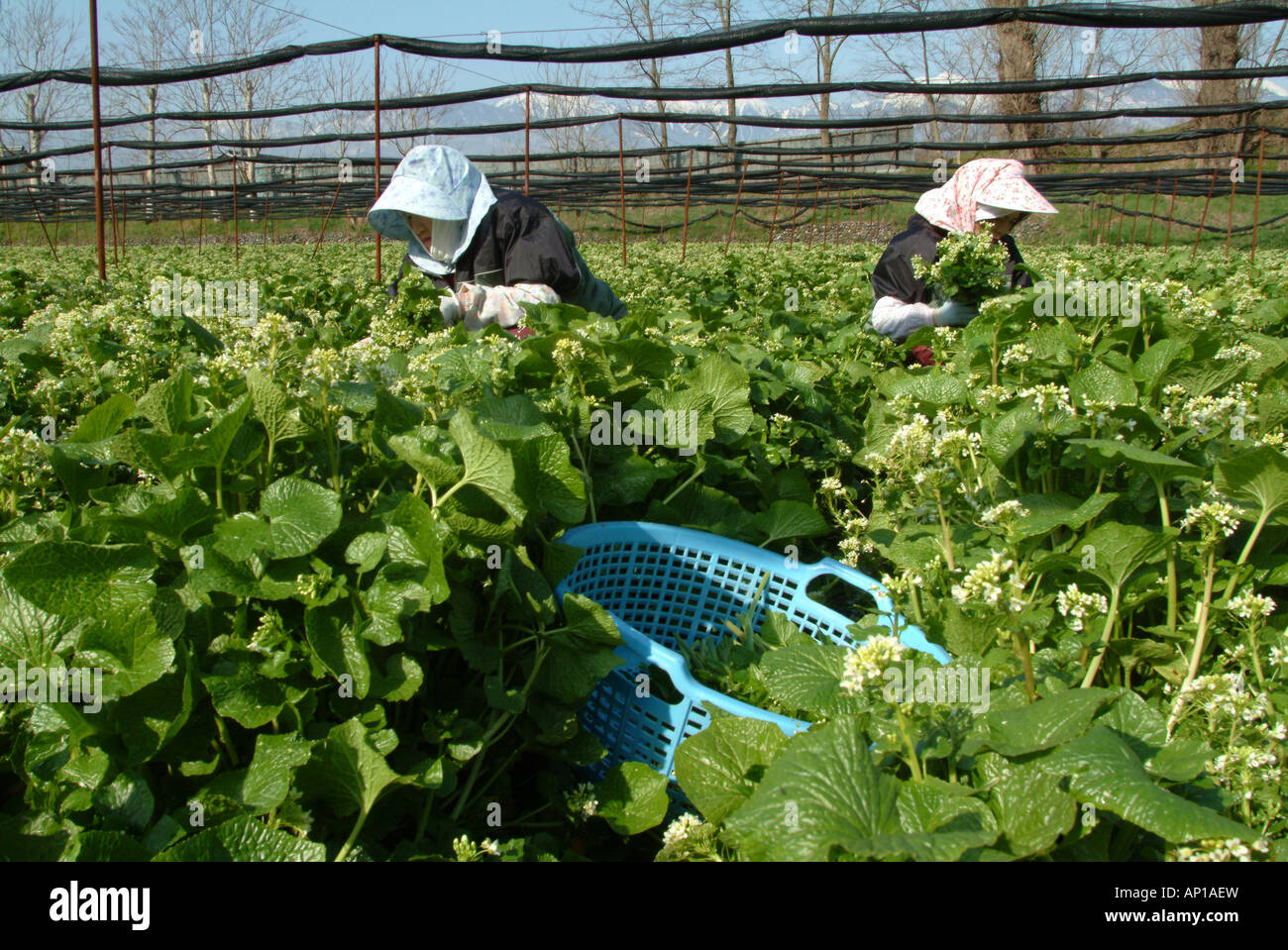 Female Pickers in a horseradish field, Daio Wasabi Farm, Matsumoto, Nagano-ken, Japan Stock Photo