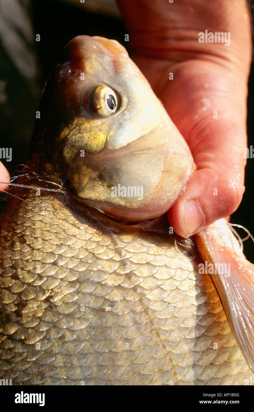 Close up of a fish, Carp Bream, Lake Chiemsee, Bavaria, Germany, Europe ...
