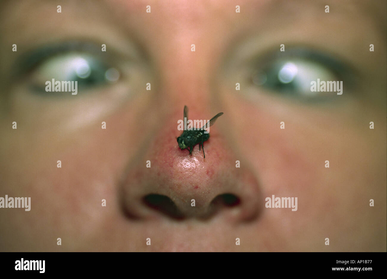 frightened face with a fly on the nose Stock Photo Alamy