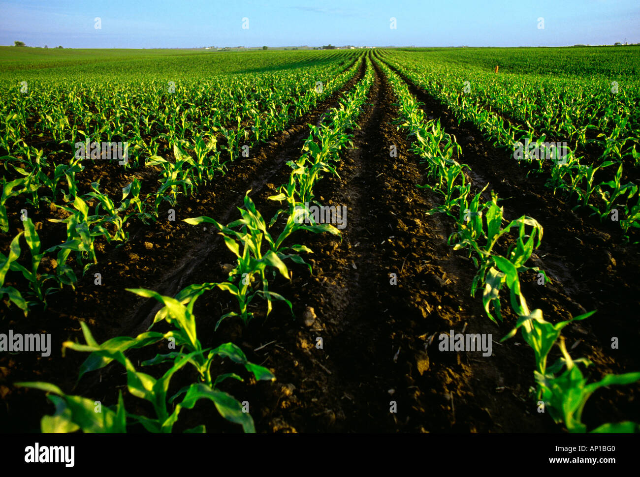 Young Corn Crop Rows Usa High Resolution Stock Photography and Images ...