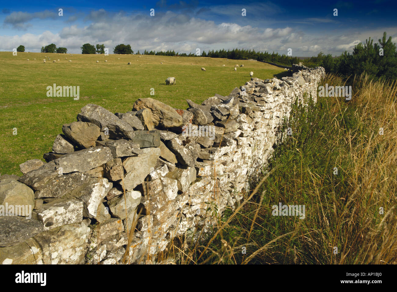 Dry Stone Wall Yorkshire Dales National Park UK Stock Photo
