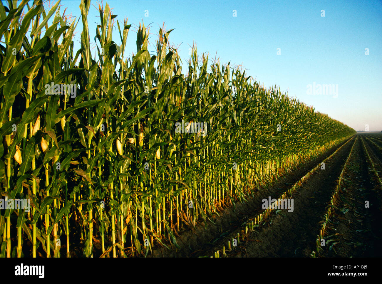 Agriculture Mature silage corn crop ready for harvest / Iowa, USA