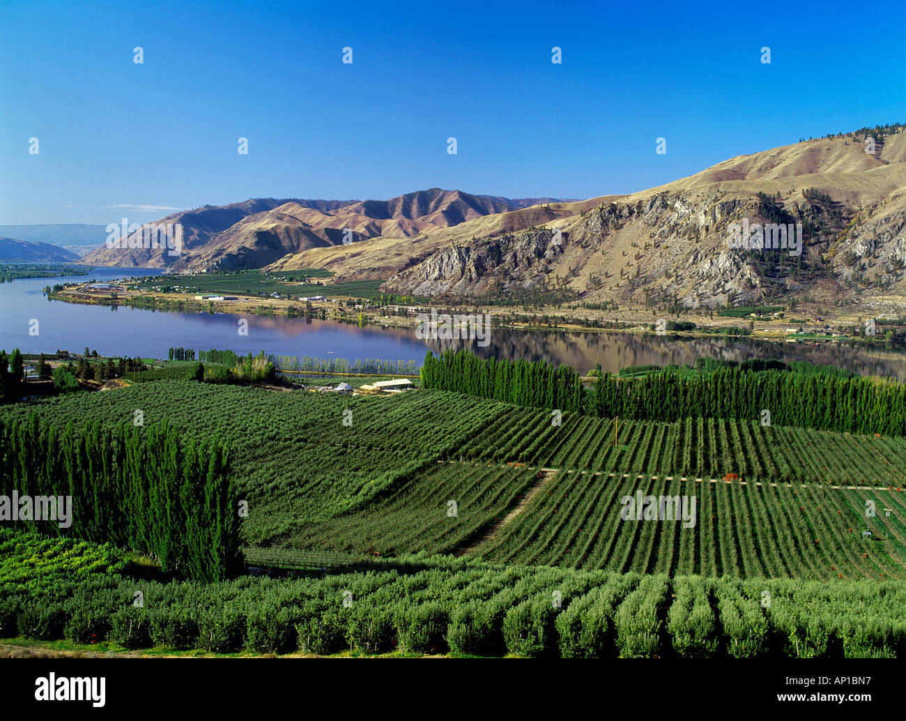 Agriculture Apple orchards along the Columbia River / near Orondo Stock Photo 8938902 Alamy