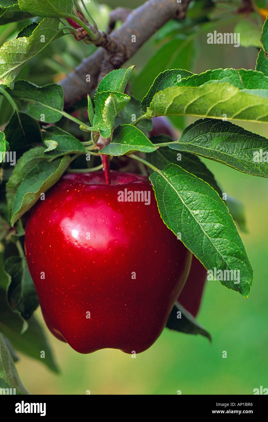 https://c8.alamy.com/comp/AP1BR6/agriculture-mature-red-delicious-apple-on-the-tree-ripe-and-ready-AP1BR6.jpg