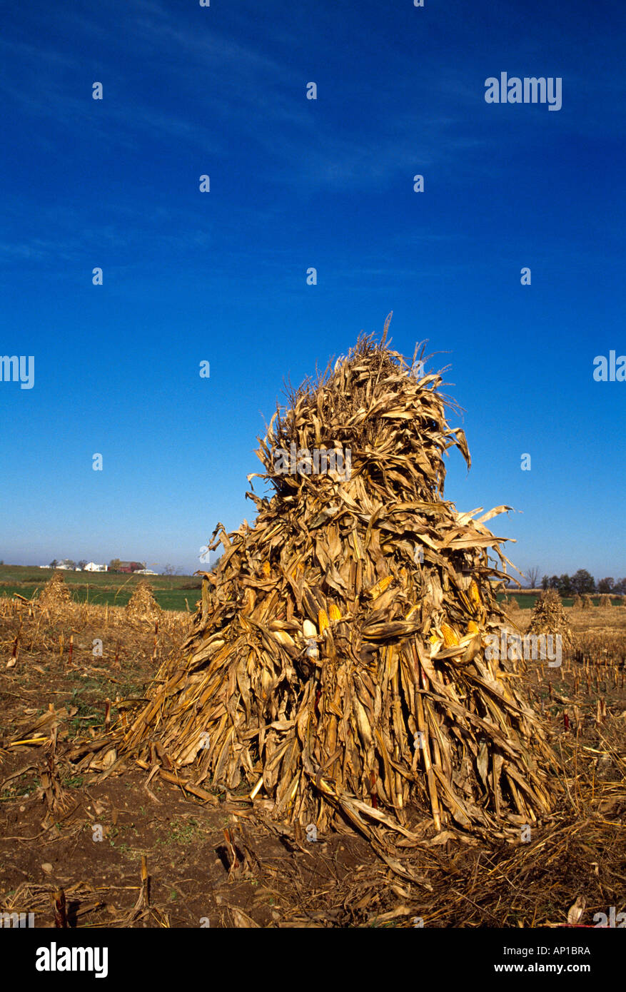 Agriculture Corn shock in the field in Amish country / LaGrange