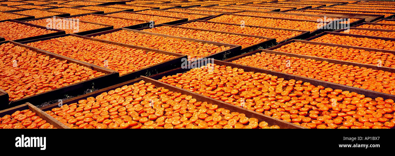 Agriculture Blenheim apricots on drying trays / San Benito County