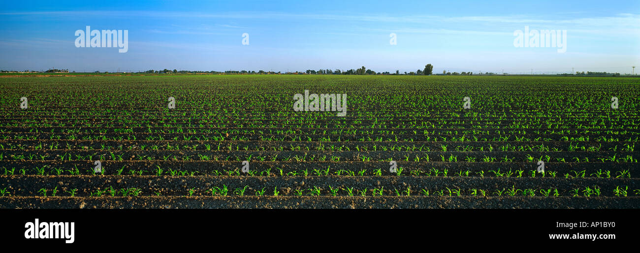 Agriculture Early growth grain corn field / Imperial Valley