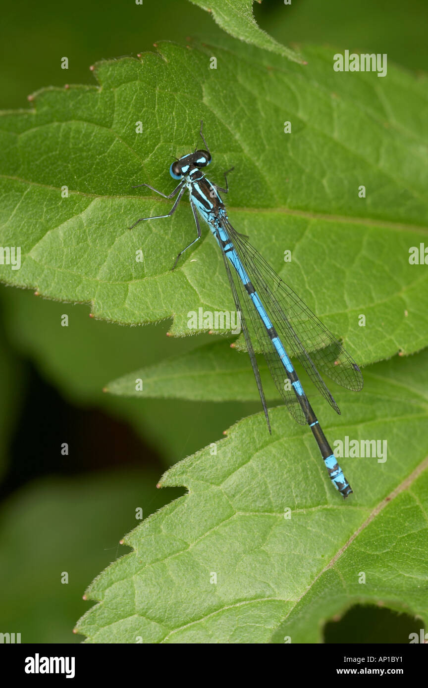 Azure Damselfly - Coenagrion puella Stock Photo - Alamy