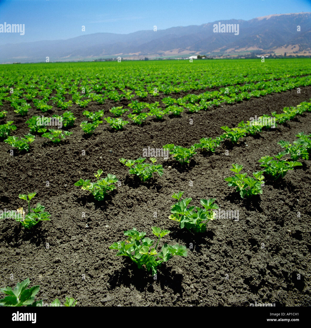 Agriculture Early growth celery field / Salinas Valley, California