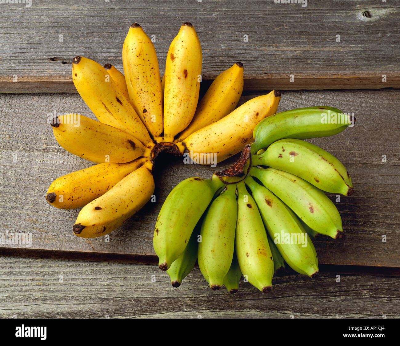 Agriculture - Apple bananas, one bunch ripe and one bunch green, on a barnwood surface, in studio. Stock Photo