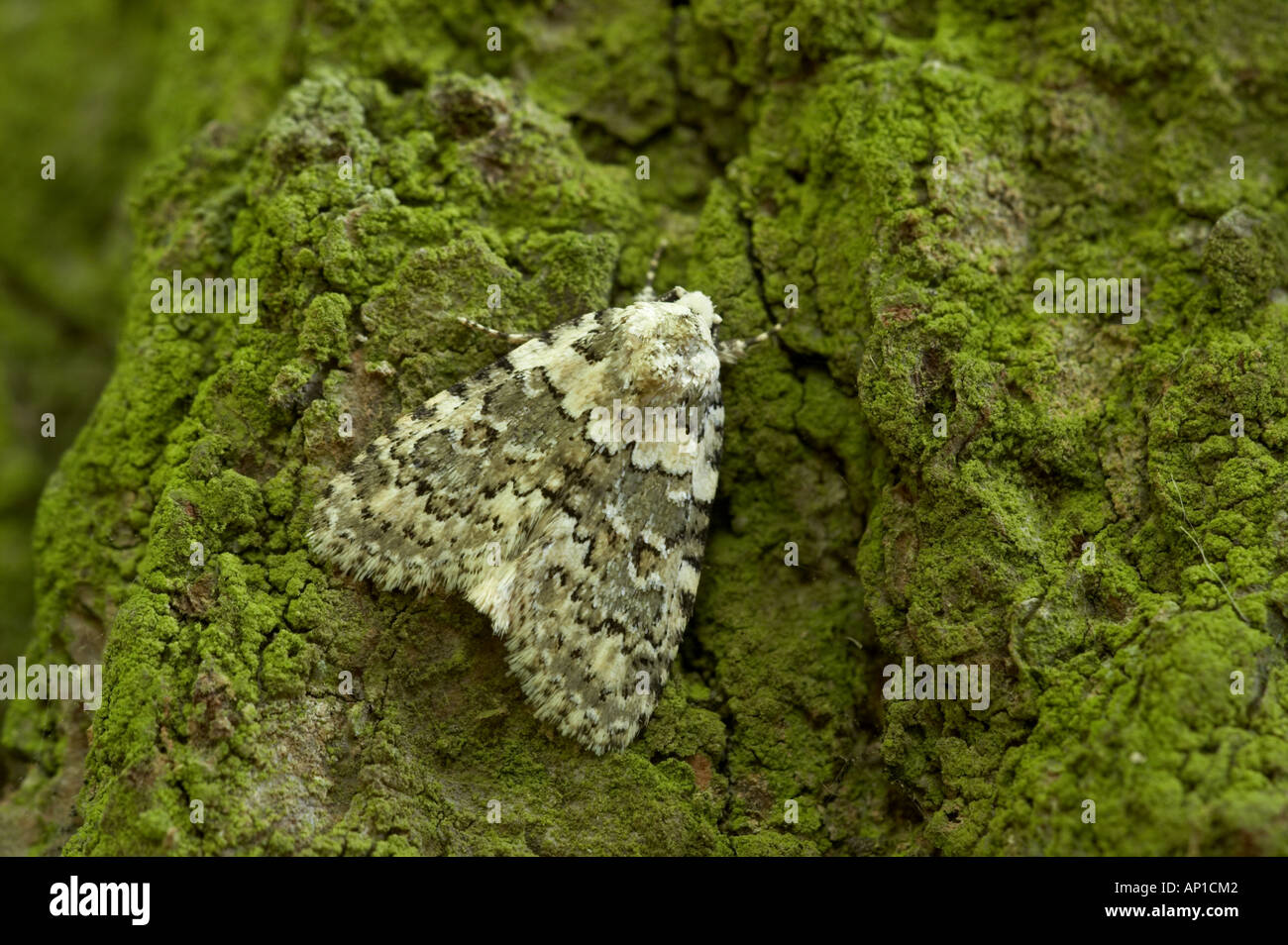 Marbled Beauty - Cryphia domestica Stock Photo