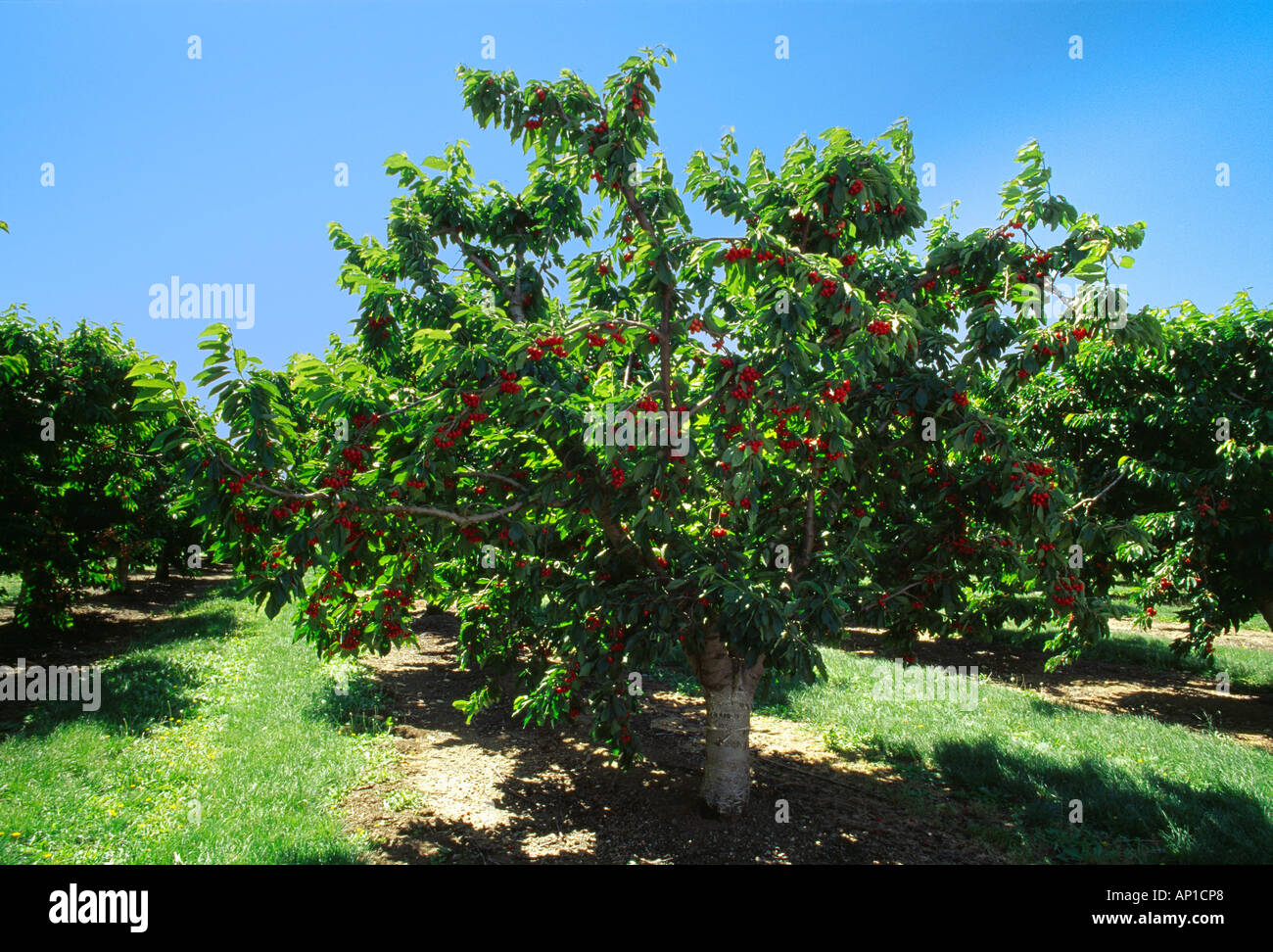 Cherry tree agriculture farm farming california hires stock
