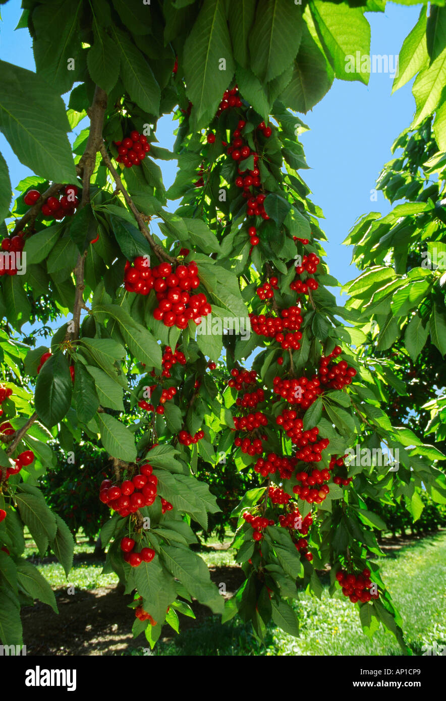 Cherry tree california orchard hires stock photography and images Alamy