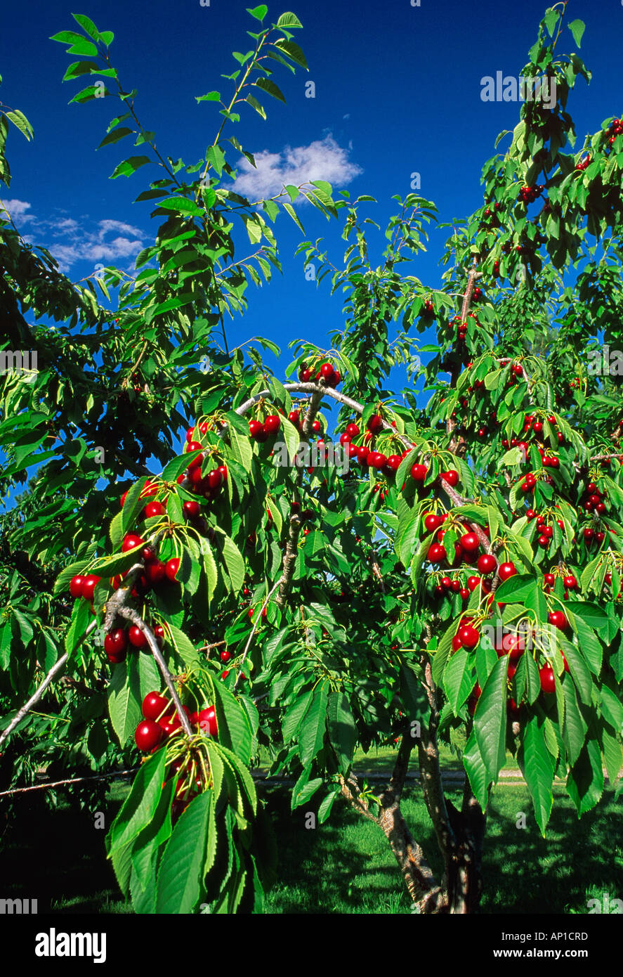 Agriculture Ripe Flathead Sweet cherries on the tree, ready for