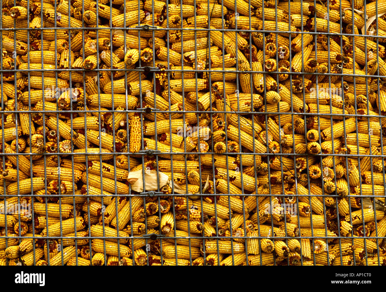 Agriculture Ears of harvested grain corn drying in a wire corn crib / near Defiance, Ohio, USA