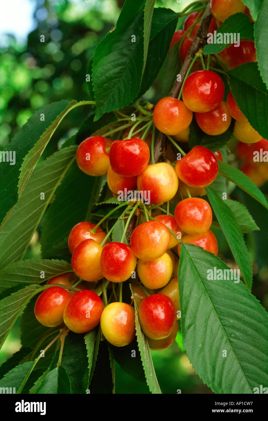 Agriculture - A cluster of ripe Rainier cherries on the tree, ready for harvest / Yakima Valley, Washington, USA. Stock Photo