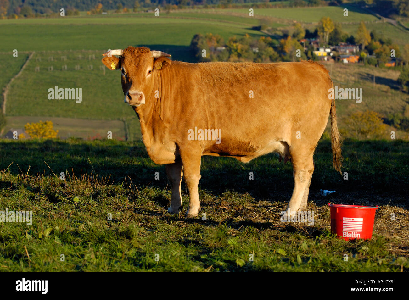 Limousin cow standing in field Stock Photo