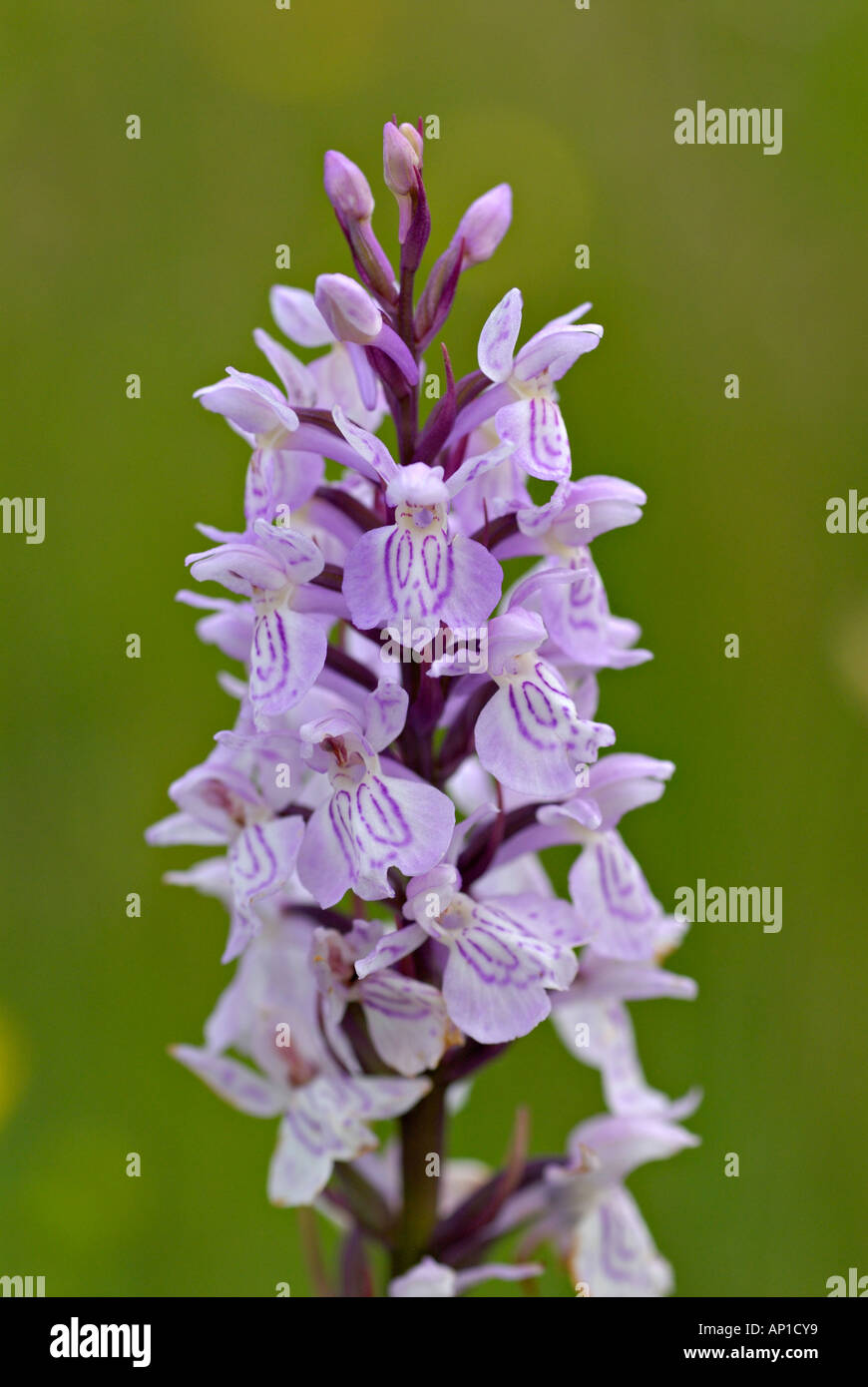 Heath spotted orchid Dactylorhiza maculata with pale purple flowers in damp nutrient poor grassland near Gerolstein Germany Stock Photo