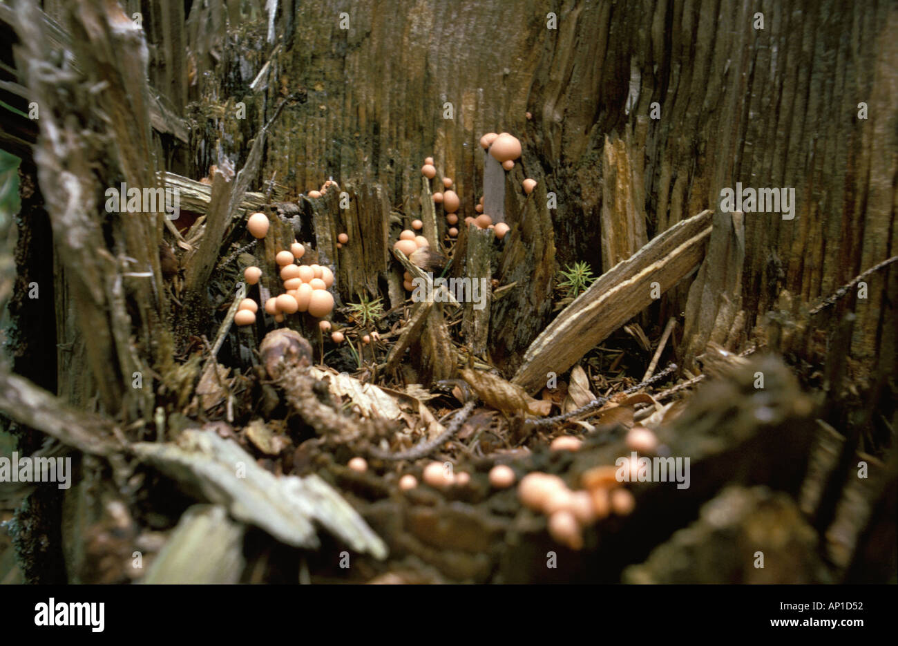 Fungi in stump Stock Photo