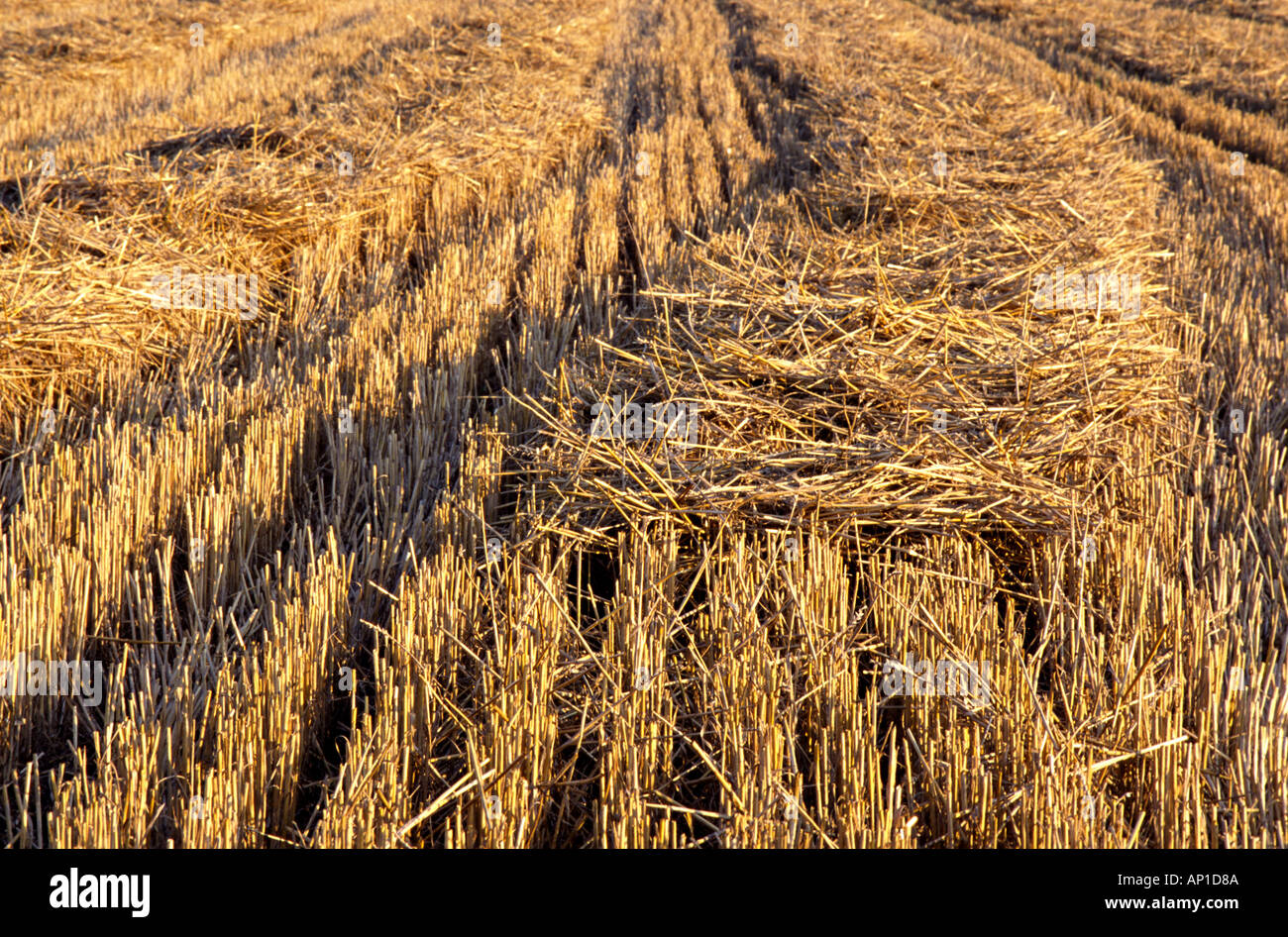 Stubble after corn harvest hi-res stock photography and images - Alamy