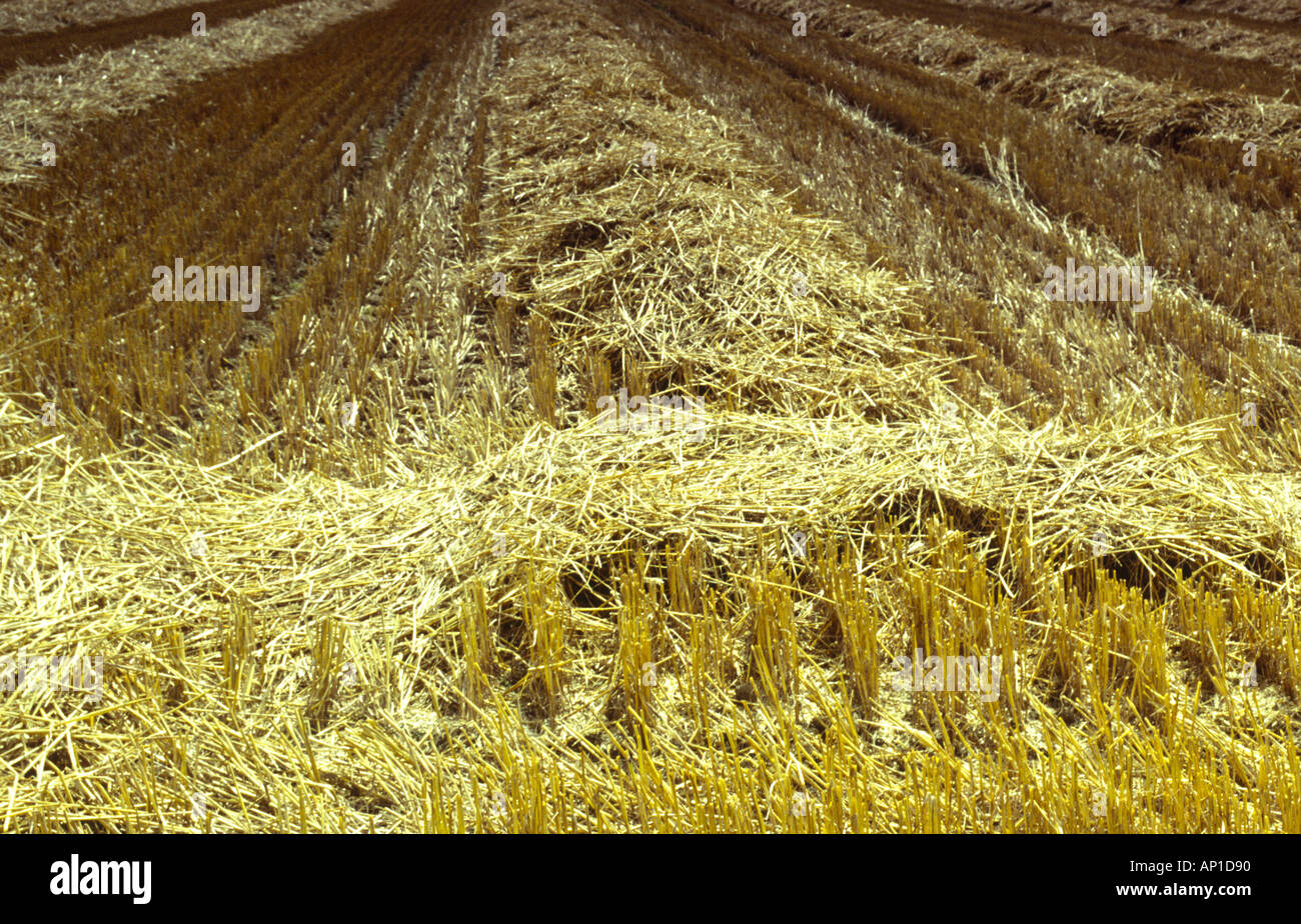 after the harvest stubble field Stock Photo - Alamy