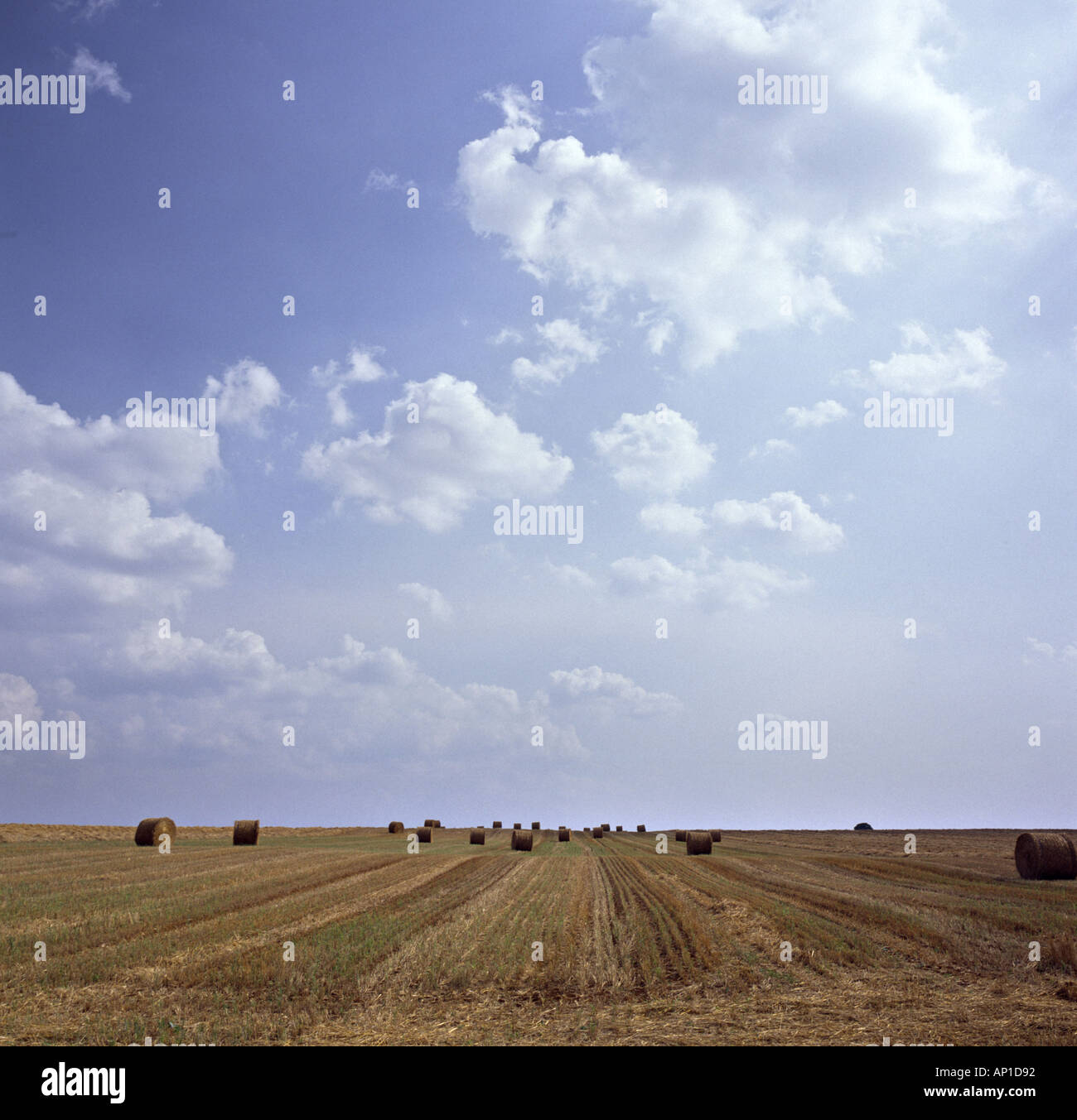 after the harvest stubble field with blue clouded sky Stock Photo - Alamy