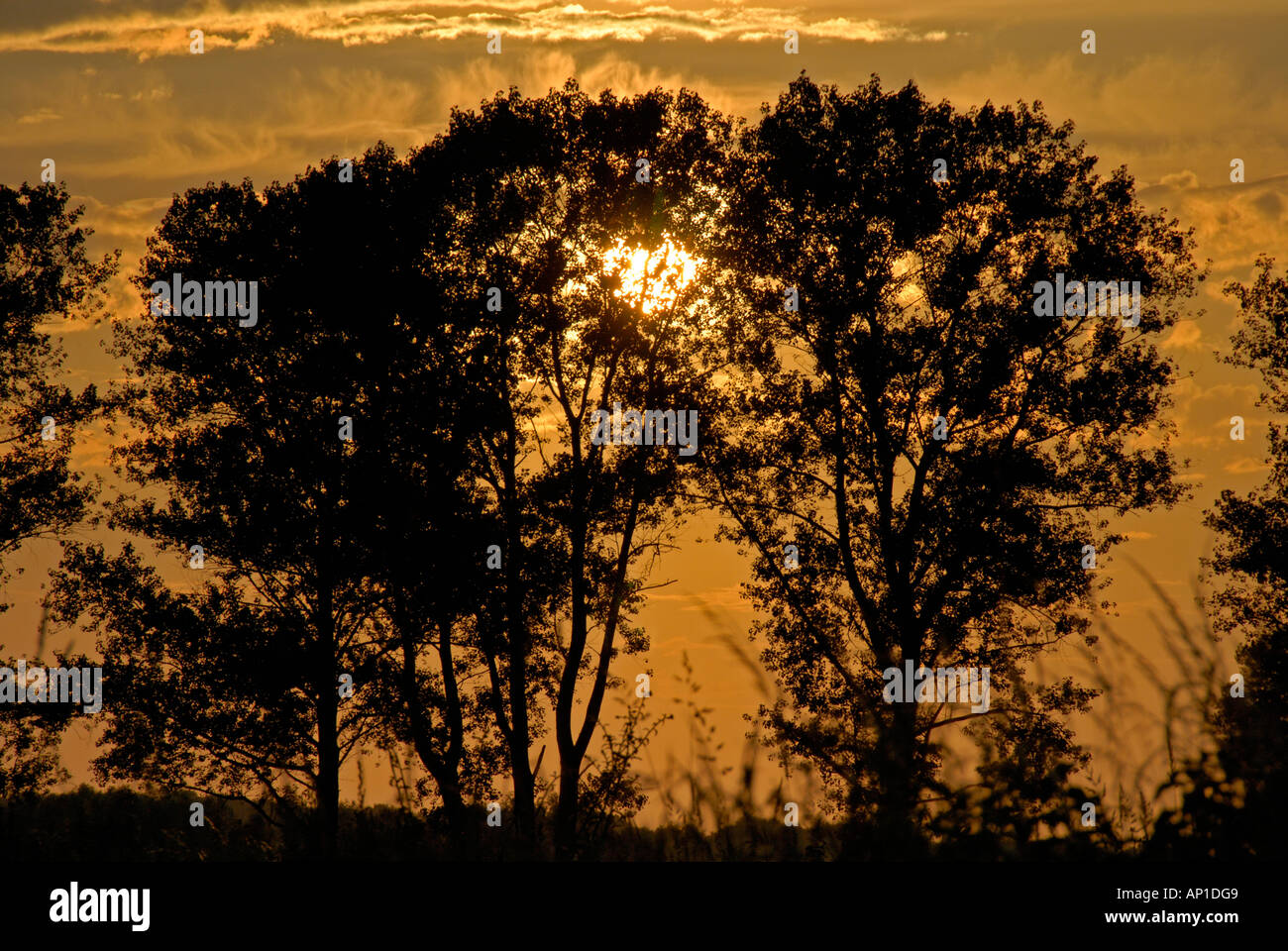 Poplar trees Populus x canadensis by the River Rhine at sunset Wesel Germany Stock Photo