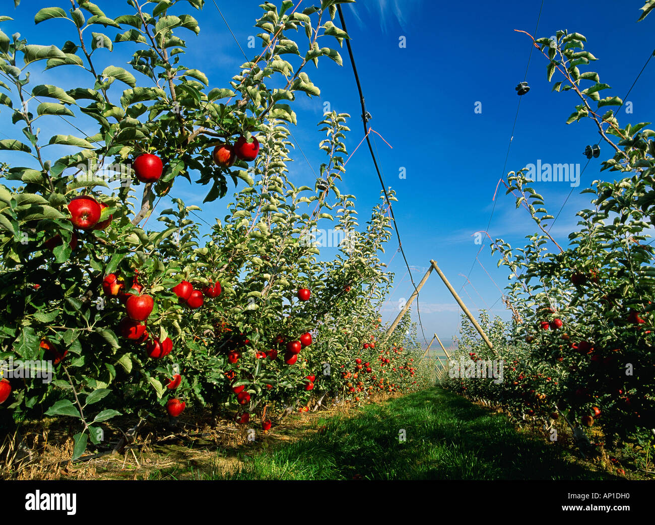 Agriculture Jonagold apple orchard on a "V" trellis system with Stock