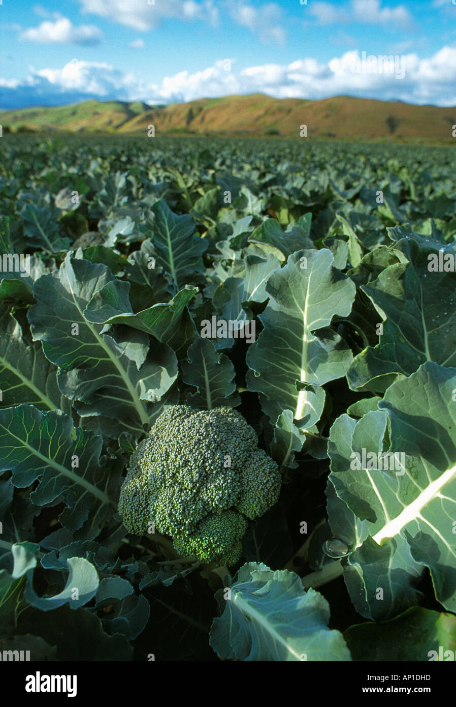 Field of mature broccoli ready for harvest showing a head of broccoli