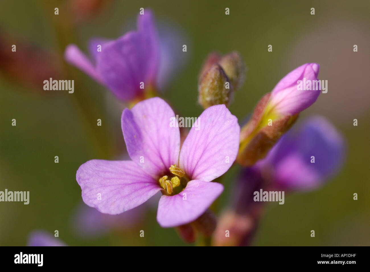 Flowers of the desert annual Cakile arabica Kuwait Stock Photo Alamy