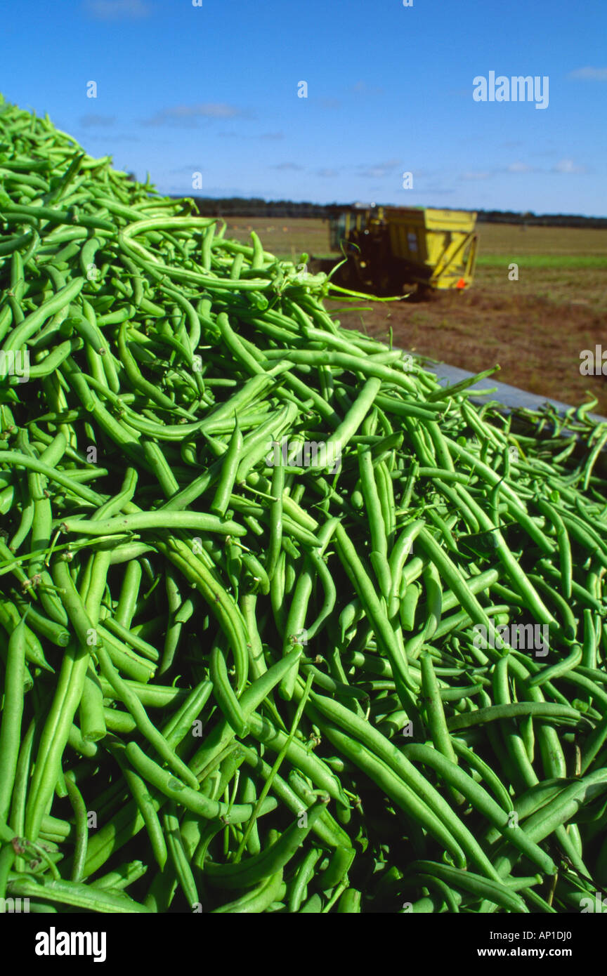 Agriculture - Freshly harvested green (snap) beans piled up in a truck ready to be transported to a processing plant / Wisconsin Stock Photo