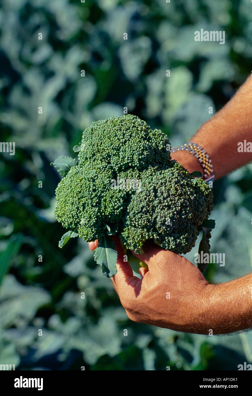 Agriculture - Farmer's hands holding a freshly harvested head of broccoli / Texas, USA. Stock Photo