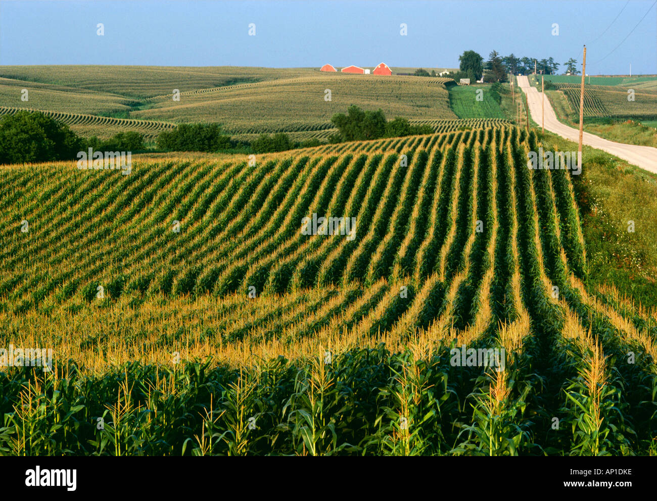 Agriculture Fully tasseled grain corn field with a country road Stock